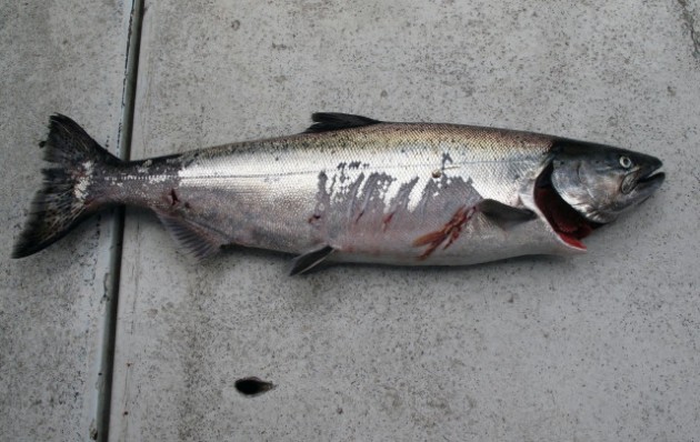 Seattle Salmon